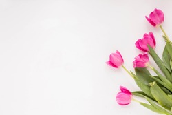 Spring flowers. Pink tulip on white background. Flat lay.