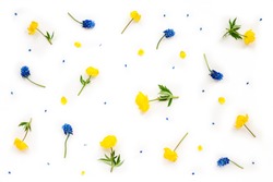 Flowers composition. Card with blue muscari and yellow flowers on white background. Flat lay, top view, copy space, mock up
