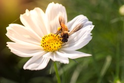 Honey bee collecting pollen from white cosmos flower with sunset light.