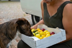 Cute brown dog picking with plums fruits in a park with a camper van behind