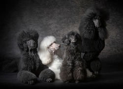 Four Black giant Poodle dog together in studio with black background