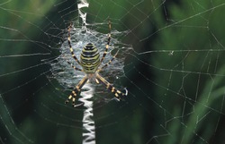 Close up of a spider in nature. Amazing nature. Close up of a spider making web. Macro photography of nature.