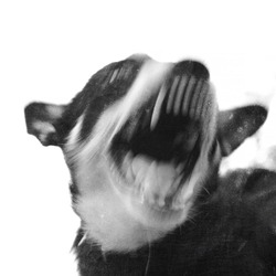 Angry surreal dog barking with bared teeth. Surreal portrait. Shot with long exposure.