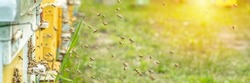 Background of hives against green grass. Beehives with honey bees. bees come back from honey collection and fly into beehive's entrance banner. Selective focus. Defocused