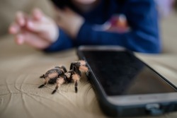 Study of insects. A large spider crawls across the bed to the smartphone. huge spider Brachypelma albopilosum. Treatment of arachnophobia.