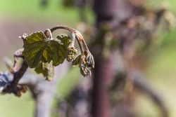 Grape vine after frost. Frozen leaves and a bunch of grapes. Plants after a sharp cold snap. Dead parts of plants after frost. Ice wine. Icewine, eiswein, iced wine, sweetest wine