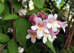 Beautybush (Kolkwitzia amabilis or Linnaea amabilis) flower cluster. Beauty bush is an ornamental shrub which blooms in spring. 
