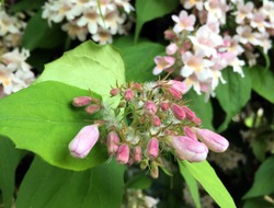 Beautybush (Kolkwitzia amabilis or Linnaea amabilis) flower buds. Beauty bush is an ornamental shrub which blooms in spring. 