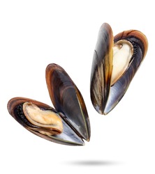 Mussels in shells close-up falling on a white background, mussels levitating. Isolated