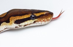 Head shot of ball python snake with isolated white background