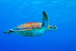 Sea turtle (chelonia mydas) swimming in the blue ocean. Snorkeling with sea turtle in the shallow sea. Underwater photography with tortoise in the blue sea. Shallow seascape with underwater turtle.