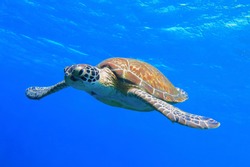 Colorful sea turtle swimming in the blue ocean. Underwater photography from snorkeling with the turtle. Aquatic wildlife in the water. Scuba diving with marine animal.