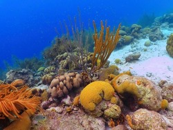 Reef ecosystem. Tropical colorful reef, blue shallow ocean and white sand. Yellow sea rods and corals. Vivid seascape, underwater photography from scuba diving. Marine life, travel photo.