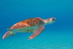 Swimming sea turtle (chelonia mydas) in the blue sea. Underwater photography with tortoise in the blue water. Snorkeling with sea turtle in the shallow ocean. Seascape with sand and underwater turtle.