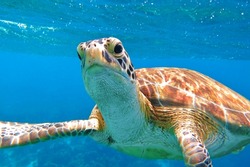 Sea turtle swimming close to the scuba diver. Turtle in the blue sea, looking directly into the camera. Details of head, mouth and eyes, colorful shell. Waves and blue ocean in the background.