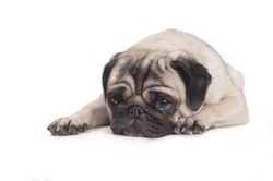 cute pug dog lying down on floor crying, isolated on white background
