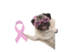 smiling pug puppy dog holding up pink ribbon symbol, isolated on white background