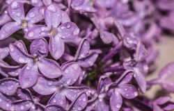 Drops on the flowers. Close-up, macro. Ross on the lilac