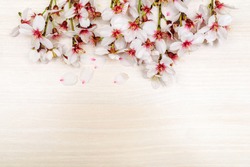 border background Spring white cherry blossom