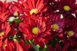 bright red chrysanthemums decorative decoration for autumn days