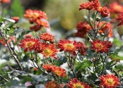 bright red chrysanthemums decorative decoration for autumn days