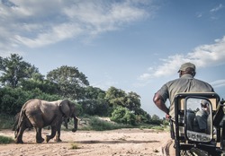 African elephants photographed on safari in Southern Africa