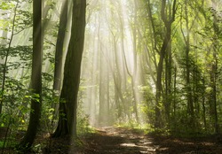 Sunbeams in Foggy Green Forest