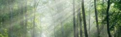 HighRes Panoramic Background of Green Forest with sunbeams through morning fog	