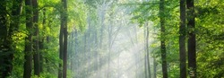 HighRes Panorama of Oak Forest with sunbeams through morning fog