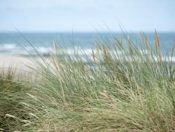 Untouched Beach of the Baltic Sea, Coastal Dunes with Beach Grass, Germany