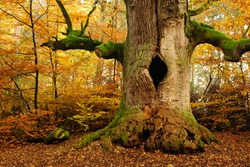 Mighty Hollow Moss Covered Oak Tree in Autumn Forest, Leaves Changing Colour