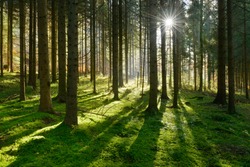 Forest of Spruce Trees illuminated by Sunbeams through Fog, a Carpet of Moss covering the forest floor