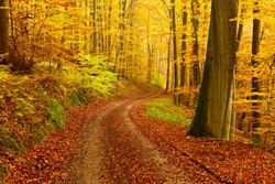 Winding Dirt Road through Forest of Beech Trees in Autumn, Leaves Changing Colour