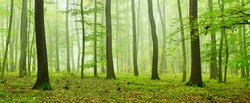 Foggy Natural Forest of Oak and Beech Trees