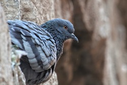 Side pose of a beautiful pigeon. Beautiful beek, eye and wings.