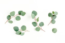 green leaves eucalyptus isolated on white background. flat lay, top view