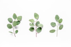 green leaves eucalyptus populus on white background. flat lay, top view