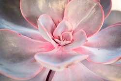 Small echeveria purple pearl succulent in pink and violet colors closeup