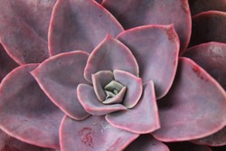 succulent type plant Echeveria agavoides background pointed fleshy leaves great in dry arid hot places or as indoor plant