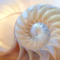 shell pearl spiral nautilus Fibonacci section spiral coral pearl symmetry half cross coral golden ratio shell fibonacci structure growth close up mother of pearl pompilius nautilus - stock photograph 