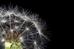 Beautiful abstract super macro of a dandelion head seeds, on a black background, focus stackedm with many water droplets on the seeds