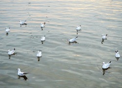 A ton of seagulls on the sea and experience with the Mangrove ecosystem at Bangpu Recreation Center, Samut Prakan, Thailand