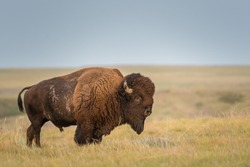 Icon of the prairies - the bison. Grasslands National Park, Saskatchewan