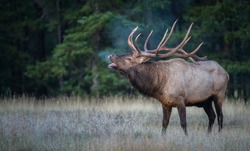 Bull elk bugling during the rut.