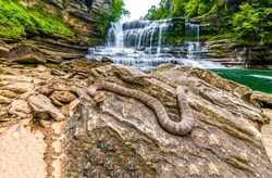 Rattlesnake on a rock by a mountain river. Dangerous rattlesnake on river rock. Rattlesnake at forest waterfall