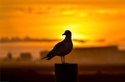 Silhouette of a pigeon at sunset. Sunset dove silhouette. Pigeon at sunset. Sunset sky pigeon