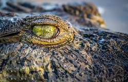 Crocodile eye up closeup. Macro scene of crocodile eye. Crocodile eye