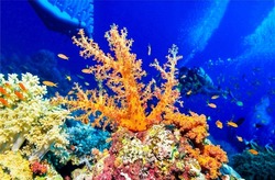 Orange underwater сoral macro view. Underwater coral reef. Coral reef underwater