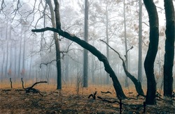 Fog in the autumn forest. Misty forest in autumn. Autumn forest fog. Morning fog in autumn forest