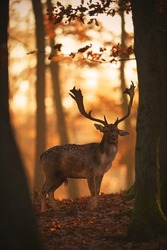 Fallow deer at forest at sunrise